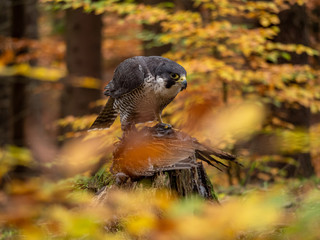 Peregrine falcon (Falco peregrinus) sitting on hunted pheasant and colorful autumn background....