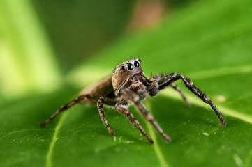 heliophanus jumping spider