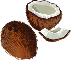 Coconuts on white background - obrazy, fototapety, plakaty