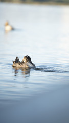 foto dell'oasi del wwf di burano