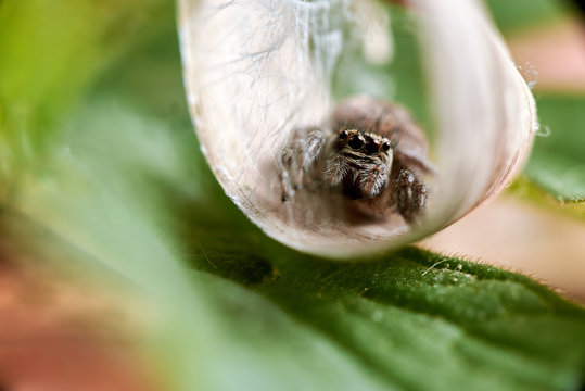 heliophanus jumping spider