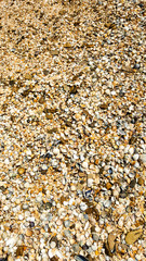 horizontal close-up photo of sea small shells. A lot of seashells background, close, top view.