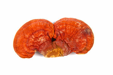 Lingzhi Mushroom Ganoderma Lucidum