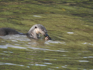 Naklejka premium Smooth Skin Otters enjoying their meal 
