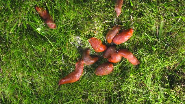 Many orange slugs (Arion rufus) creep quickly through the grass. Time lapse. 