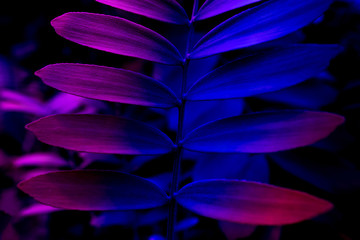 Beautiful dark background of tropical leaf.