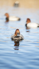 foto dell'oasi del wwf di burano