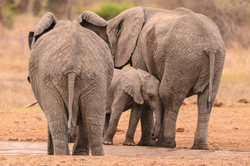 African Elephant calf leaning against her mother after what appears to have been a tiring day