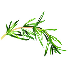 Rosemary spice on a white background
