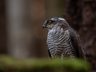 Eurasian sparrowhawk (Accipiter nisus) in dark autumn forest. Eurasian sparrowhawk portrait. Eurasian sparrowhawk sitting on tree.
