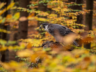 Peregrine falcon (Falco peregrinus) sitting on hunted pheasant and colorful autumn background....