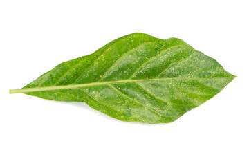 Fototapeta na wymiar Green leaf on a white background