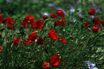 Amazing poppies growing in Delos island in the Aegean sea, Greece, sacred island of the ancient world