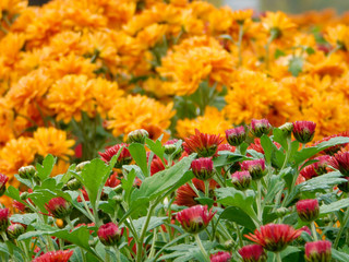 Chrysanthème en petits boutons rouges au premier plan et chrysanthème orange flous en arrière-plan