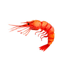 watercolor drawing shrimp