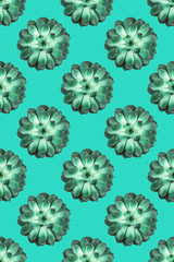 Pattern made beautiful green succulent on mint background.