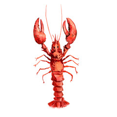 watercolor drawing lobster
