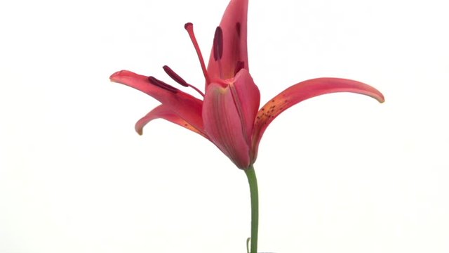 Red flower isolated on white background. Lily flower blooms in time lapse. 