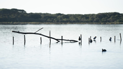 foto dell'oasi del wwf di burano