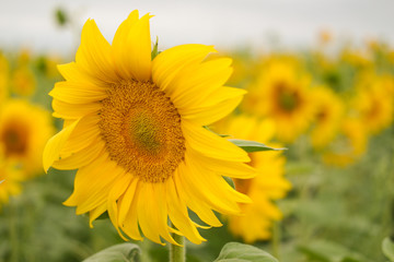 sunflowers on a sunny day. A field of sunflowers. Russian landscapes