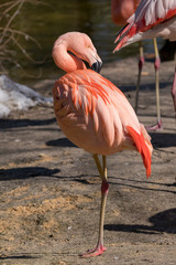 colourful red / orange  flamingo standing and brushes his fur