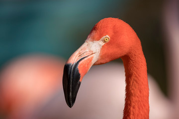 colorful red flamingo face looking to the left