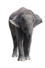 Elephant on a white background with clipping path.