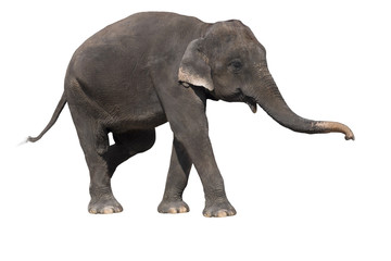 Elephant on a white background with clipping path.