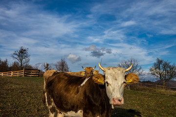 Cows from Barsana (Maramures, Transylvania, Romania)