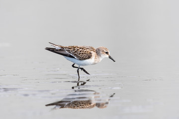 トウネン幼鳥(Red-necked Stint)