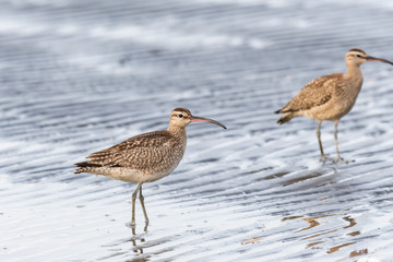 チュウシャクシギ(Whimbrel)