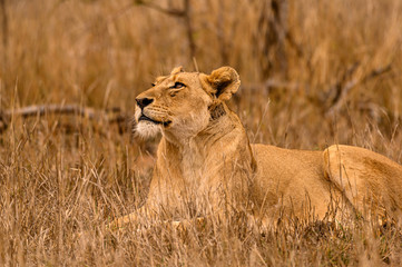 Lioness watching the circling vultures as she rests in the shade