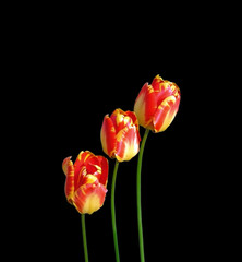 Fototapeta premium Beautiful motley tulips isolated on a black background