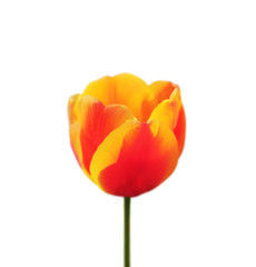 Beautiful orange colorful tulips isolated on a white background