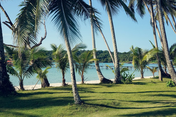Fototapeta premium palm trees on beach