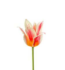 Beautiful colorful tulips isolated on a white background