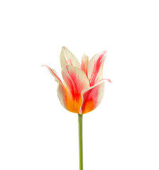 Naklejka premium Beautiful colorful tulips isolated on a white background