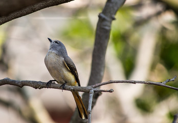 Fototapeta premium Portrait of a Bird