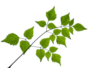 tree green leaves isolated on white background