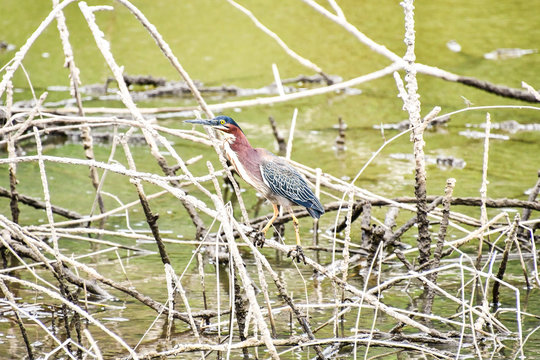 heron bird, Arenal Volcano area in costa rica central america ,taken in Arenal Volcano lake park in Costa rica central america