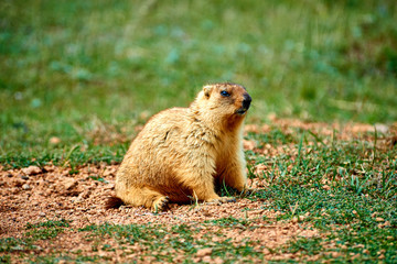 Naklejka na ściany i meble Steppe marmot (Marmota bobak) in summer.
