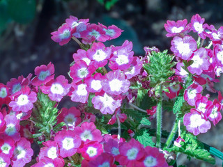 Flowers of a sweet garden
