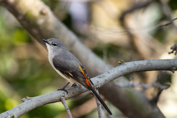 Portrait of a Bird