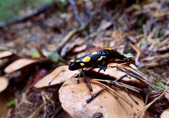 Salamandra plamista (Salamandra salamandra) w jesiennym mglistym lesie © JDziedzic