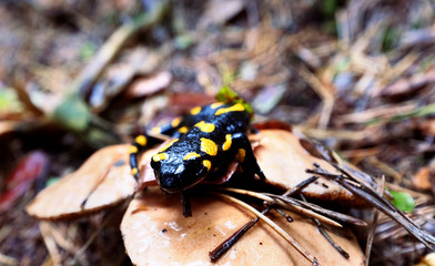 Salamandra plamista (Salamandra salamandra) w jesiennym mglistym lesie