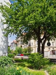 Obraz premium tree in the front garden near the apartment building with plants and shrubs