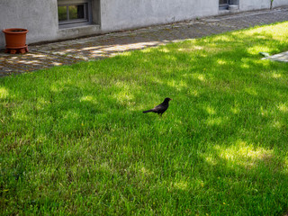 bird on the lawn near the house