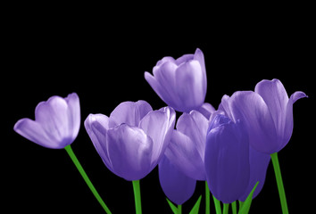 Beautiful violet tulips isolated on a black background