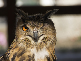 Owl in zoo