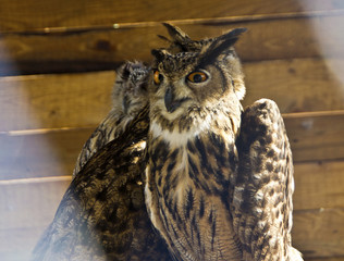 Owl in zoo